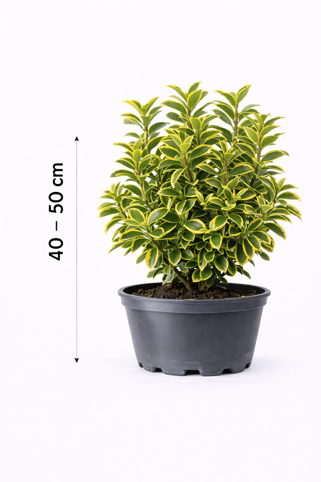 Euonymus jap. 'Aureomarginatus' 40 - 50