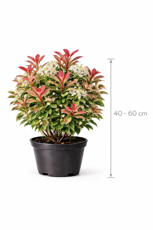 Photinia fras. 'Pink Marble' 40 - 60