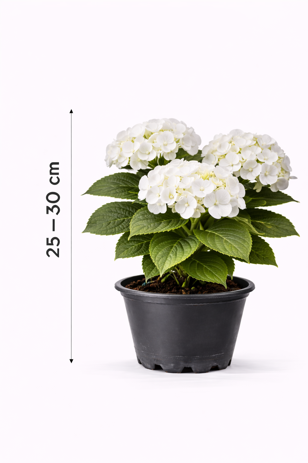 Hydrangea macr. 'Lanarth White' 25  - 30