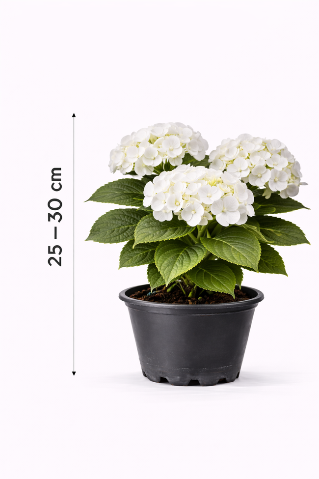 Hydrangea macr. 'Lanarth White' 25  - 30