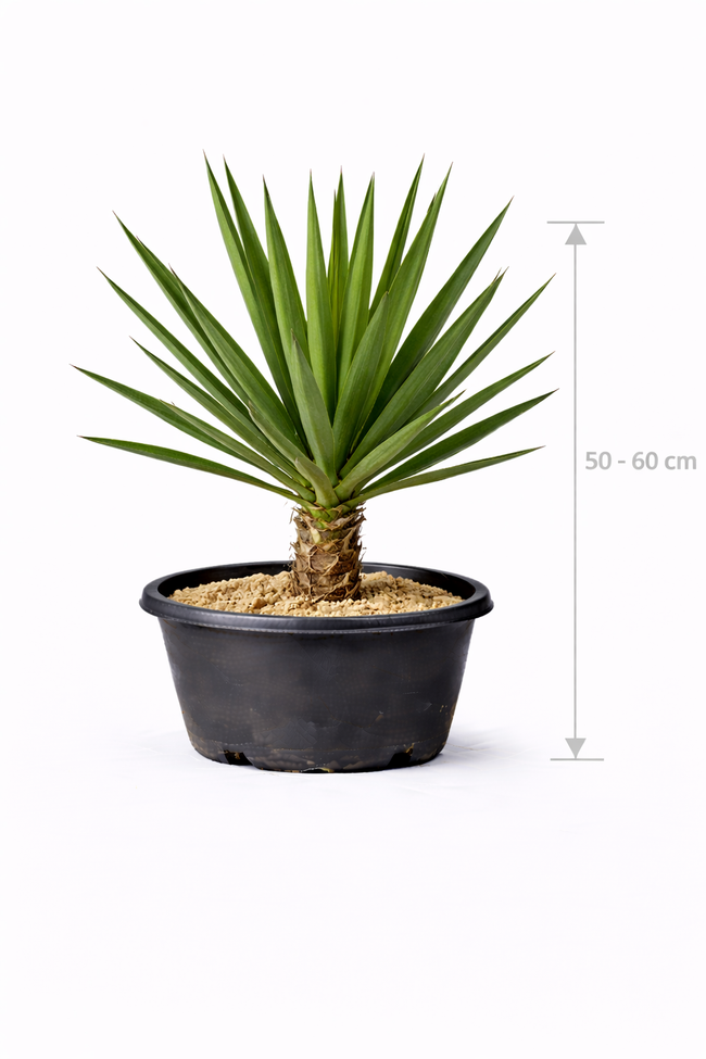 Yucca gloriosa 50 - 60