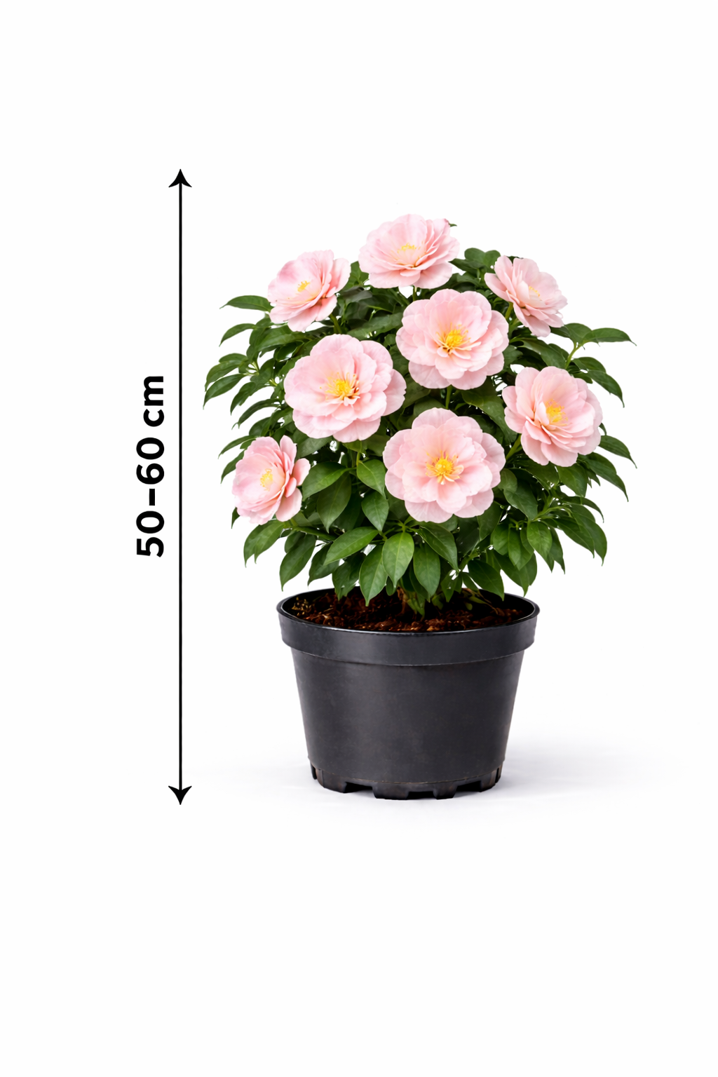 Camellia japonica roze-rose 50 - 60