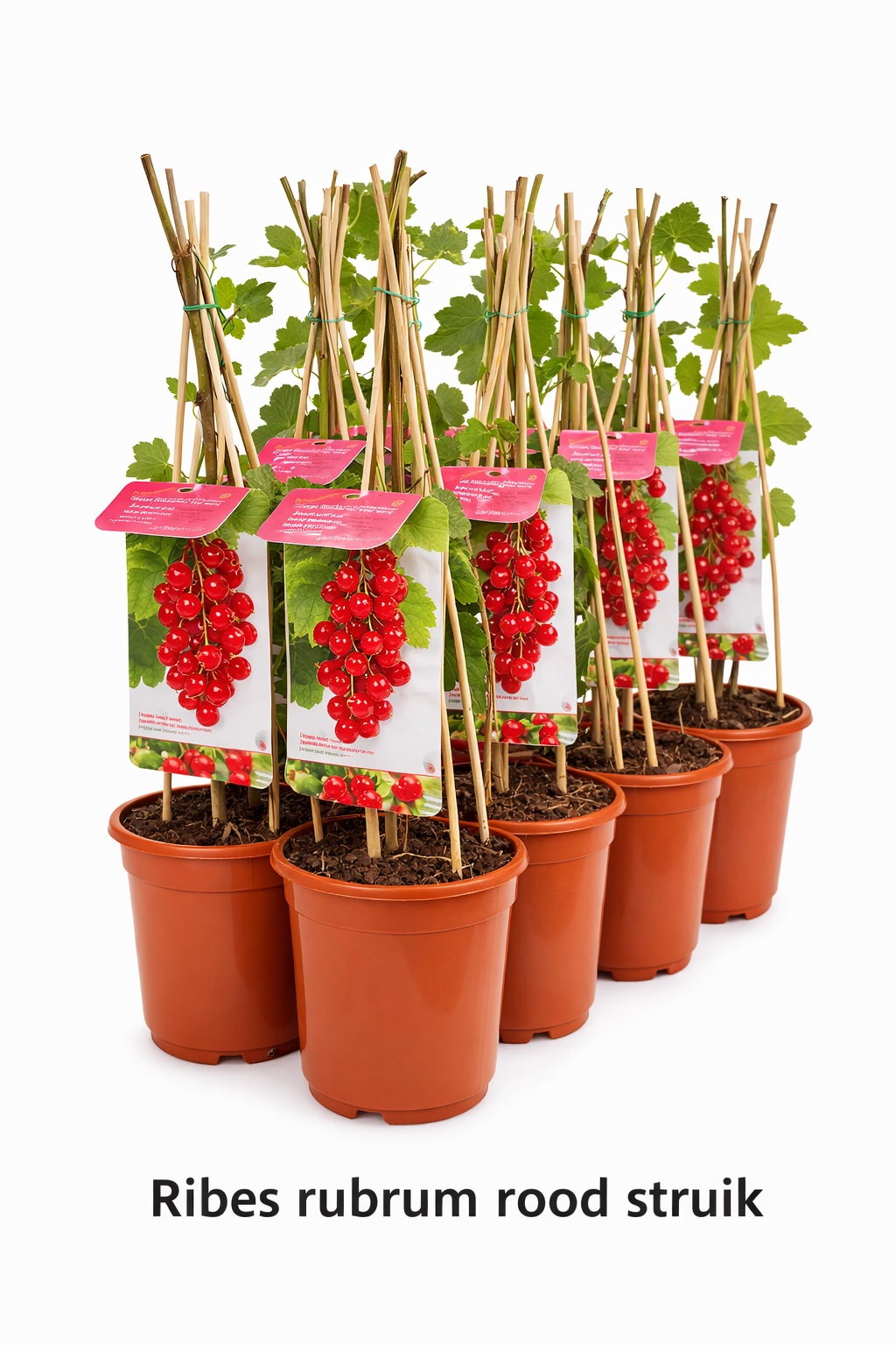Ribes rubrum rood struik
