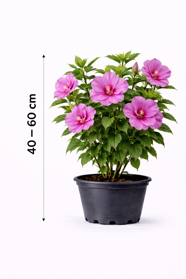 Hibiscus syr. 'Magenta Chiffon' 40 - 60