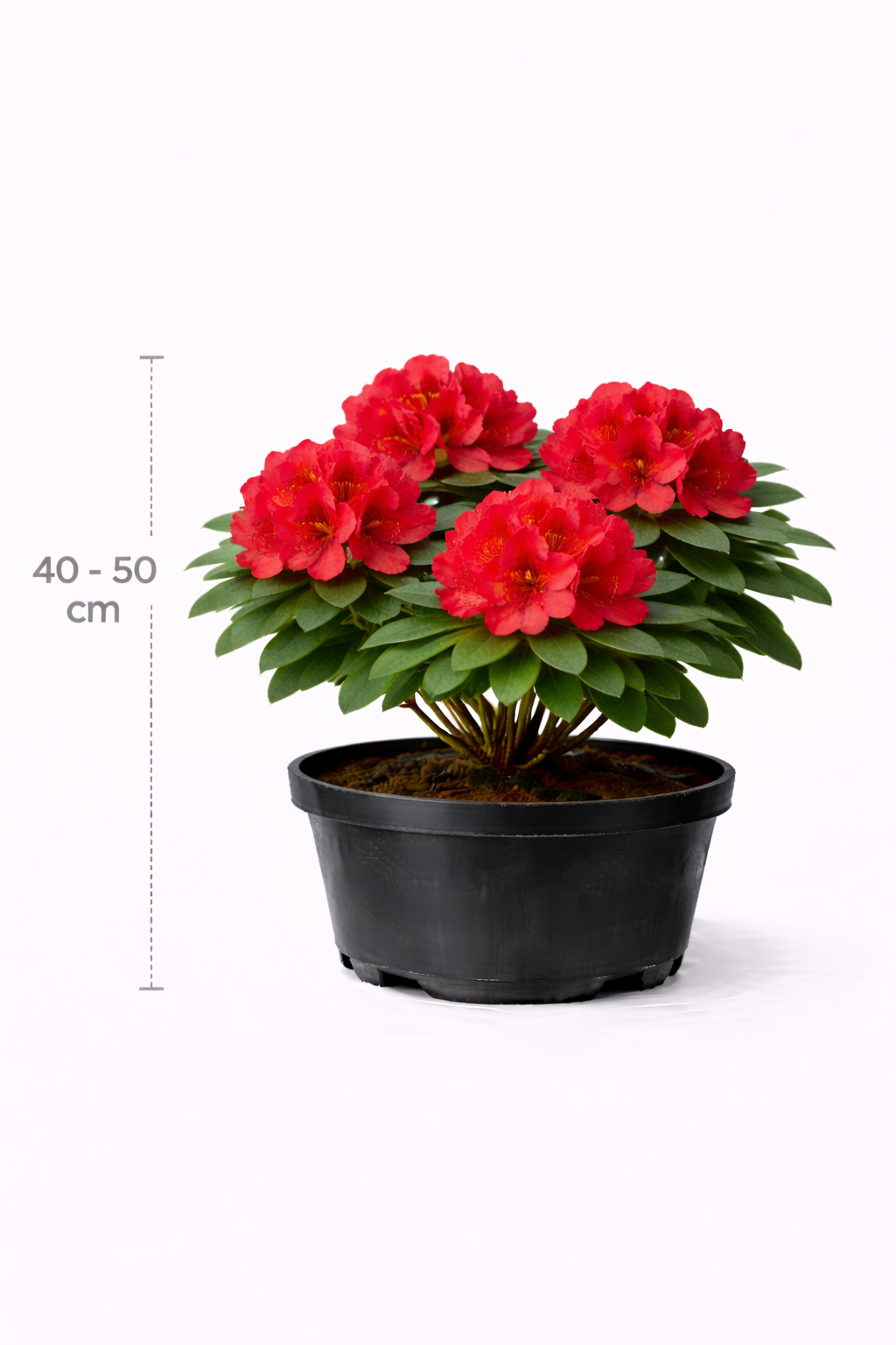Rhodo (fortun.) 'Halfdan Lem' 40 - 50 C4