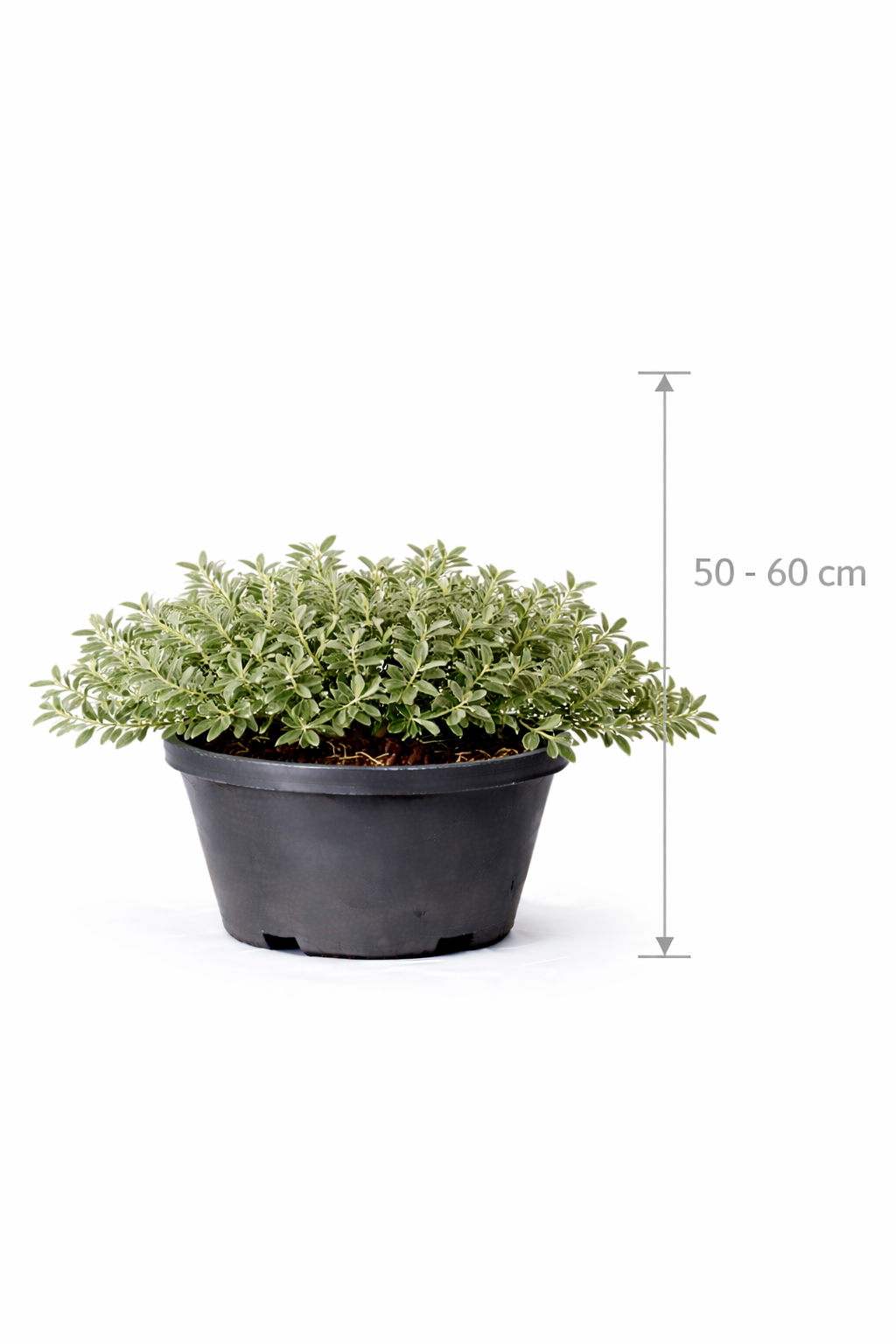 Salix repens 50 - 60