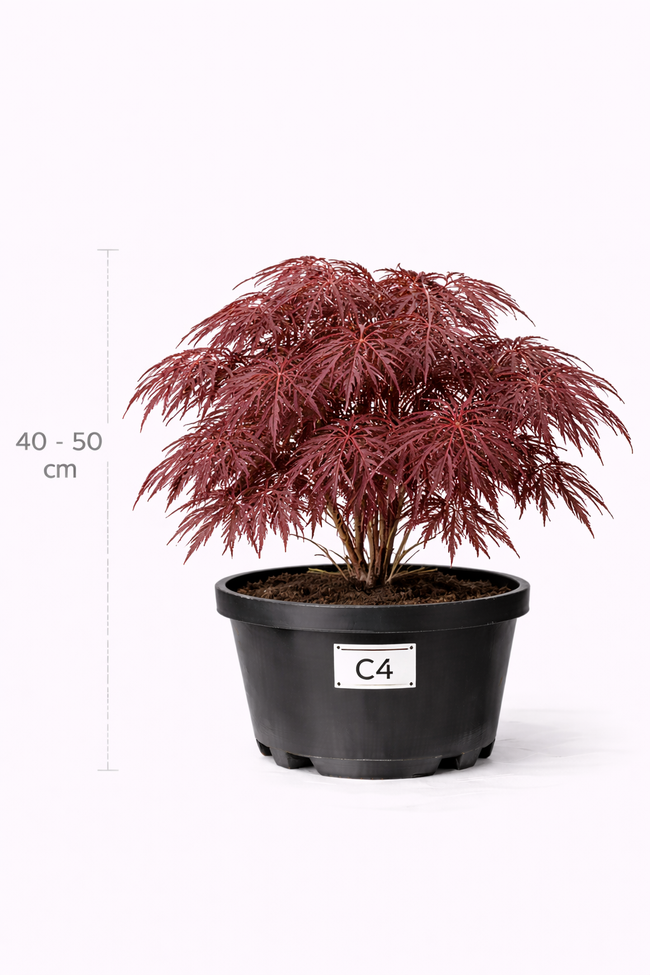 Acer palm. 'Garnet' 40 - 50 C4