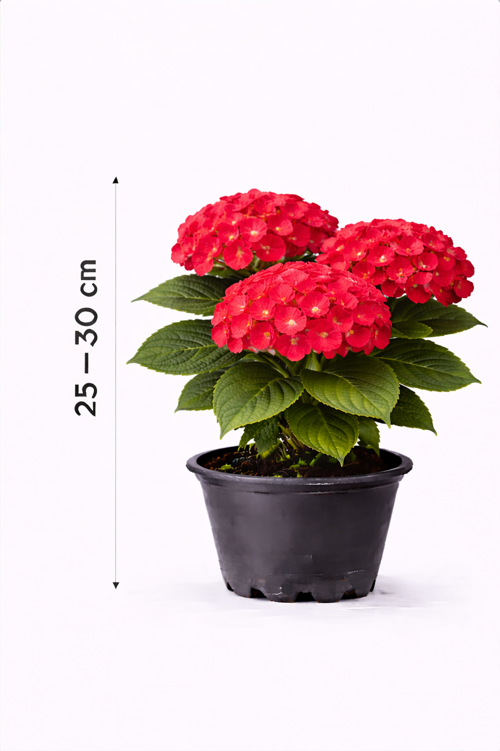 Hydrangea macr. rood/rouge 25 - 30