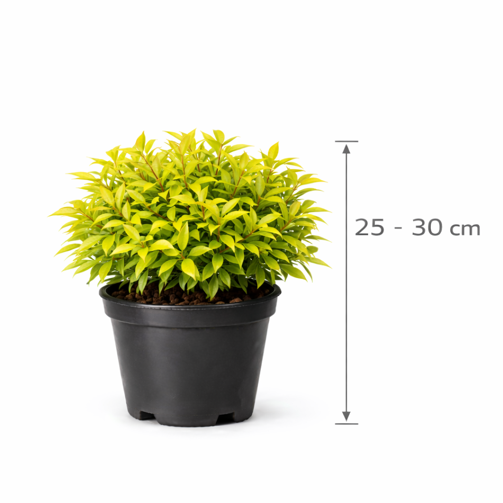 Nandina dom. 'Magical Lemon And Lime' 25 - 30