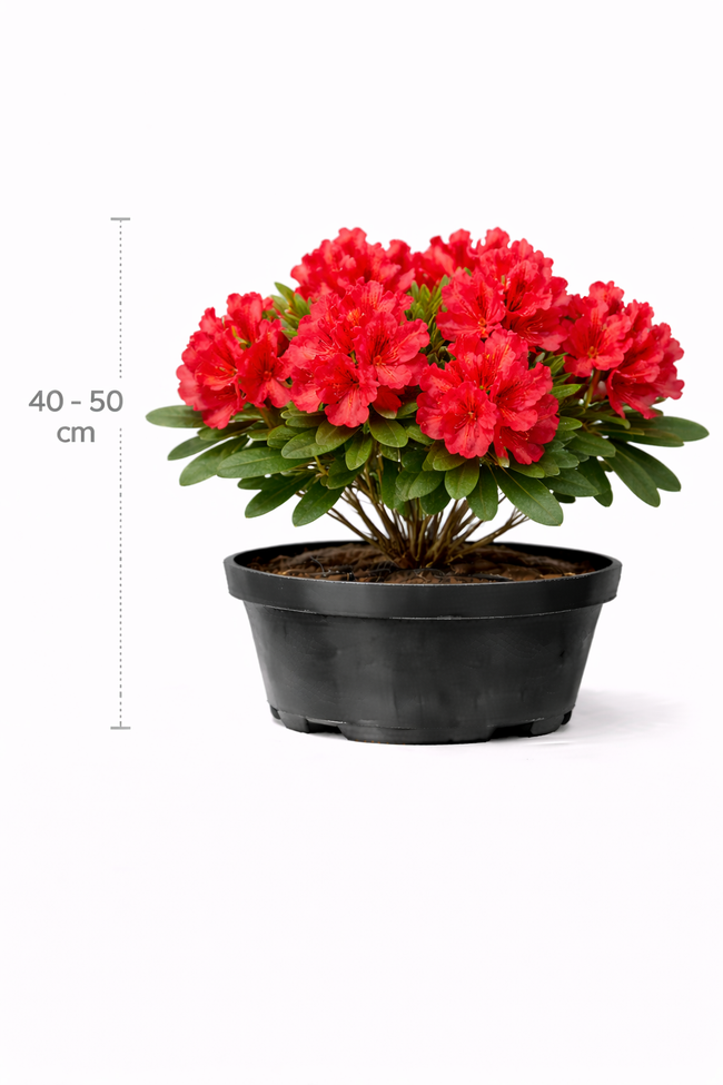 Rhodo (arbor.) 'Red Jack' 40 - 50 C4