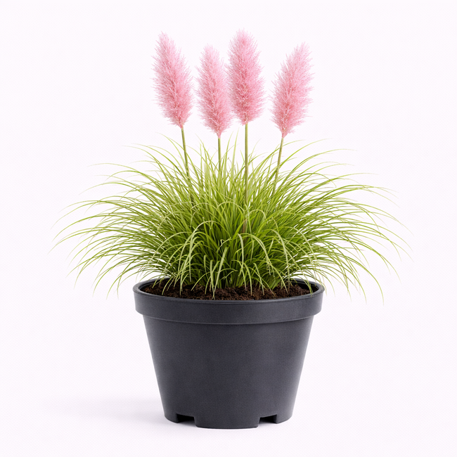 Cortaderia sell. 'Rosea' C3