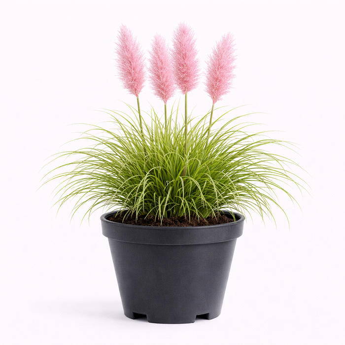 Cortaderia 'Rosea' C3