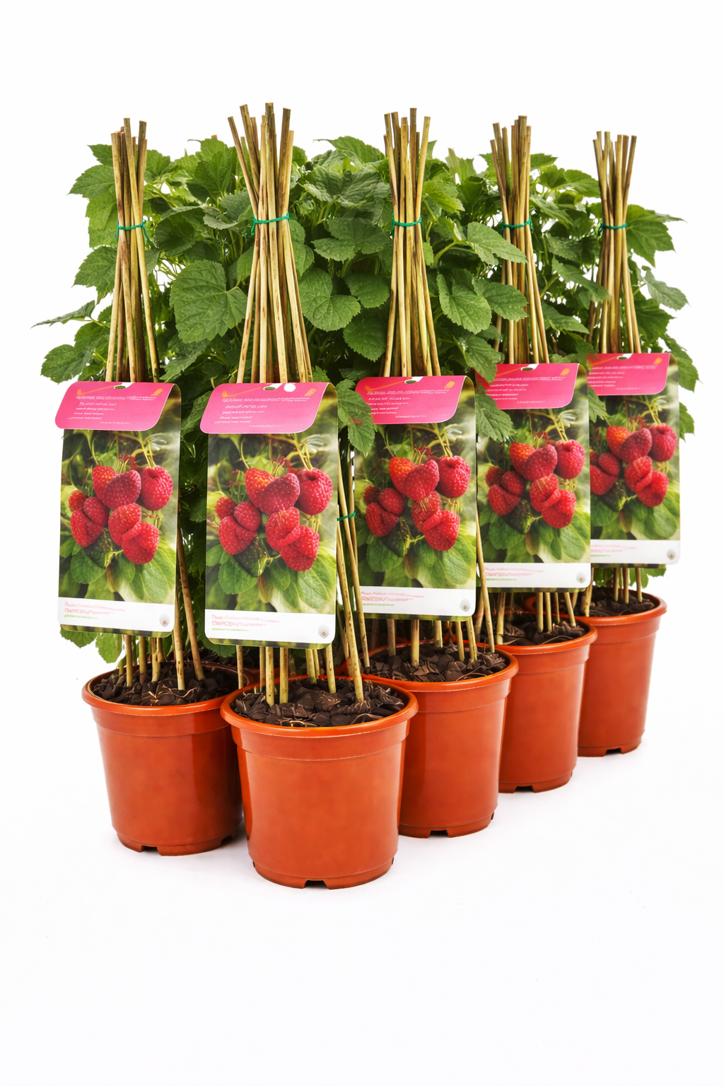 Rubus id. 'Heritage'