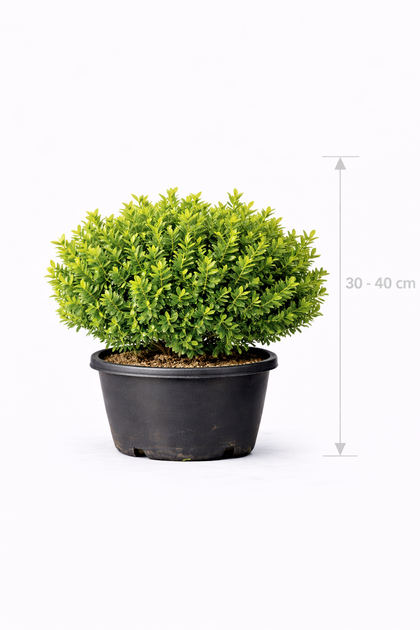 Buxus betterbuxus 'Babylon Beauty' 30 - 40
