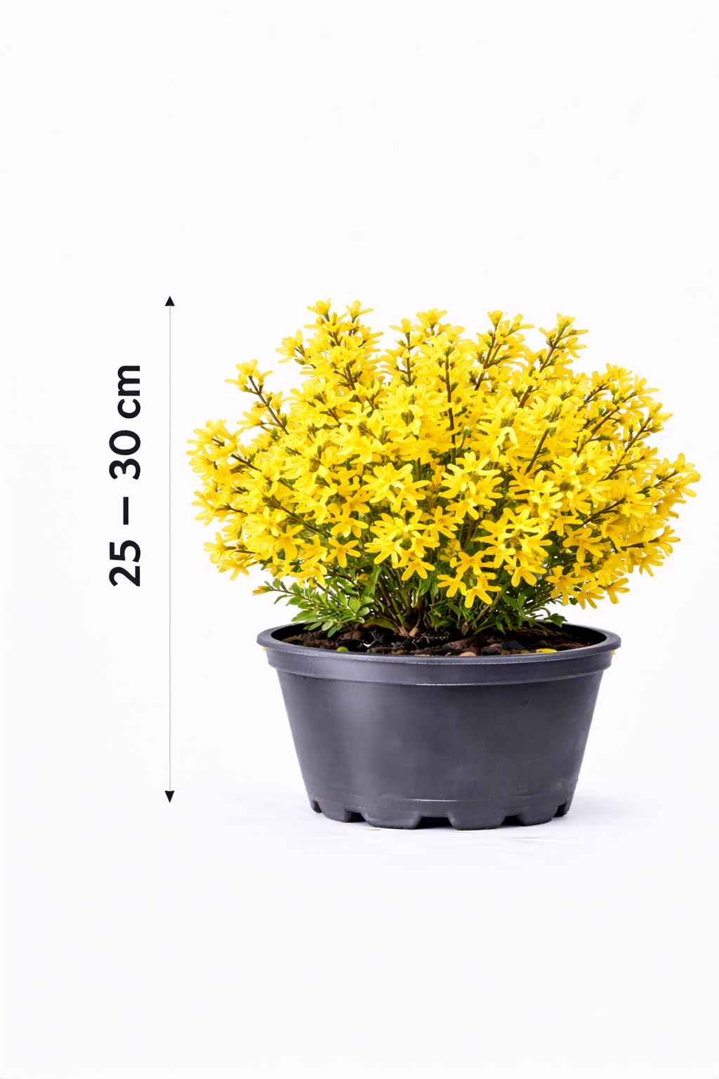 Forsythia hybr. 'Maree d'or' 25 - 30