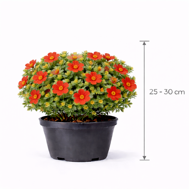 Potentilla frut. 'Red Ace' 25 - 30