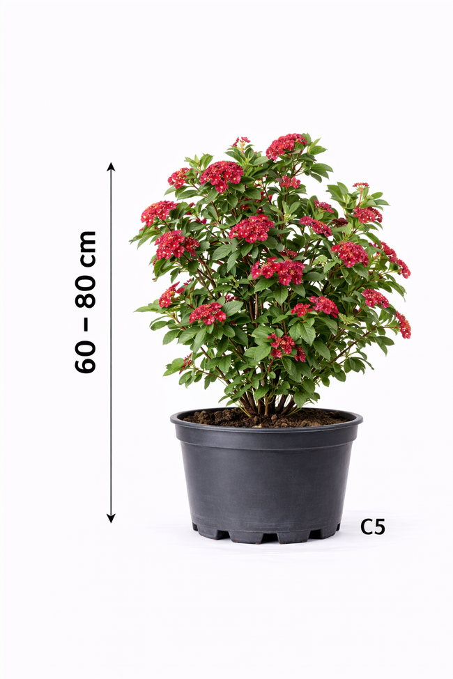Crataegus media 'Paul's Scarlet' 60 - 80 C5