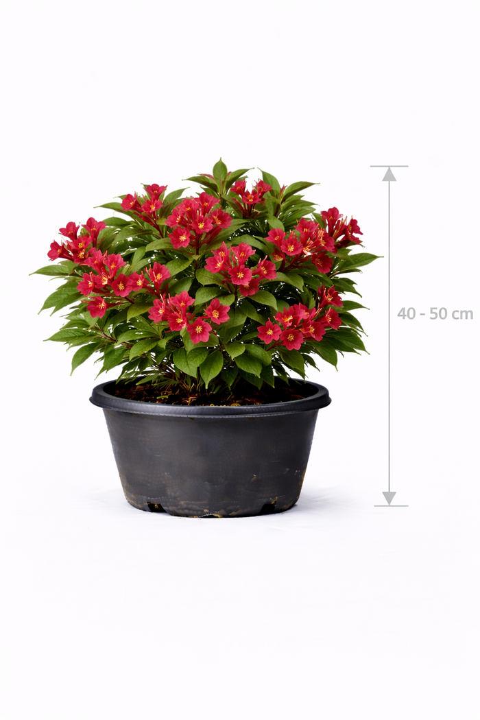 Weigela hybr. 'Red Prince' 40 - 50