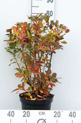 Azalea knaphill oranje 80+- C7.5