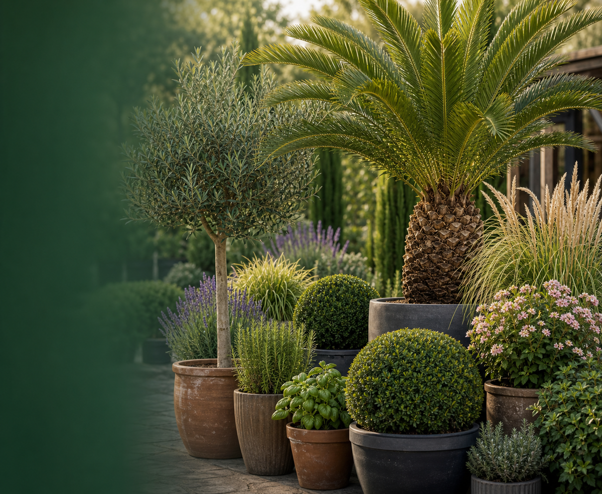 Stijlvolle buitenplanten voor tuin en terras