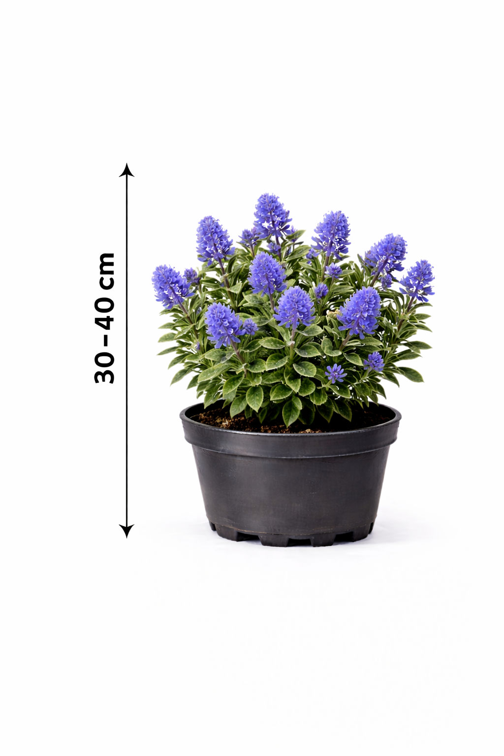 Ceanothus hybr. 'Blue Diamond' 30 - 40