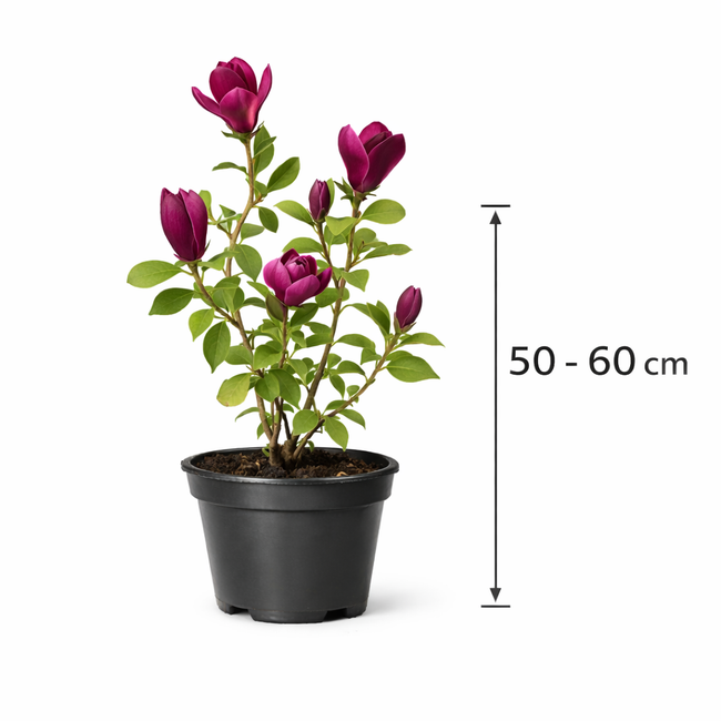 Magnolia hybr. 'Genie' 50 - 60