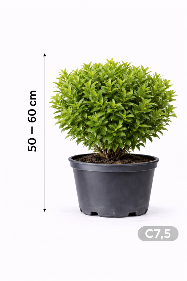 Euonymus al. 'Compactus' 50 - 60 C7,5