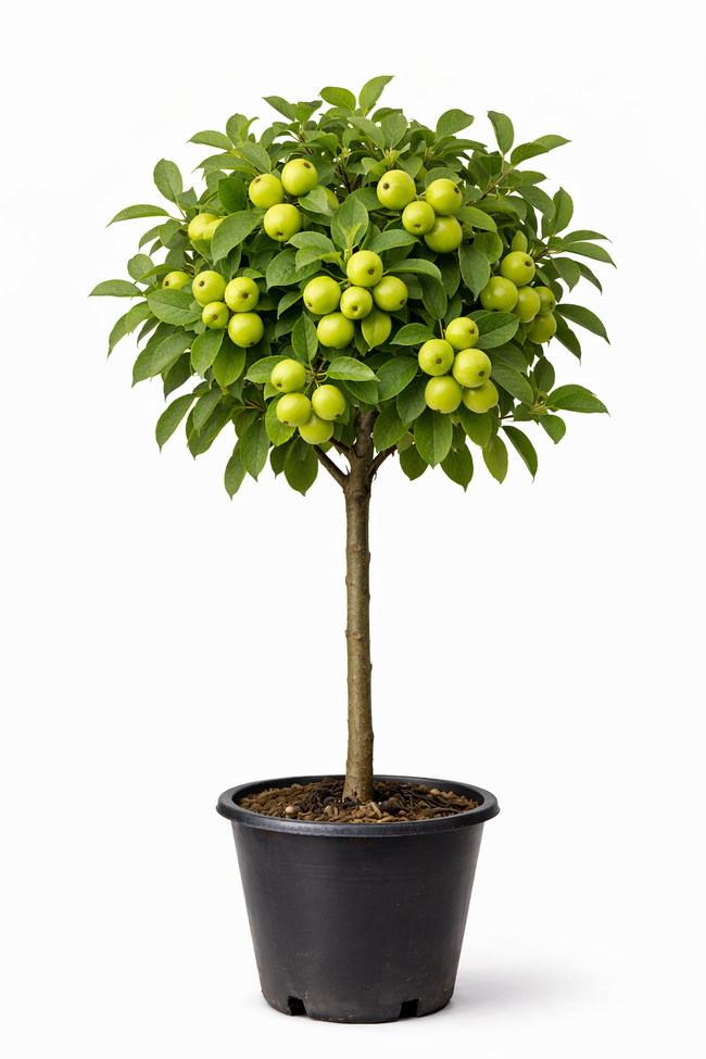 Malus ball. 'Green Sensation' 60 - 80