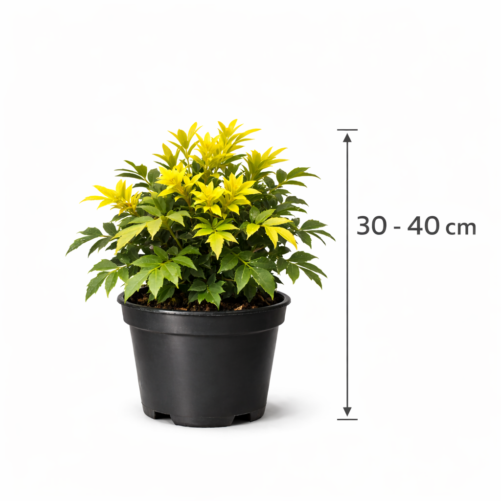 Mahonia media 'Winter Sun' 30 - 40