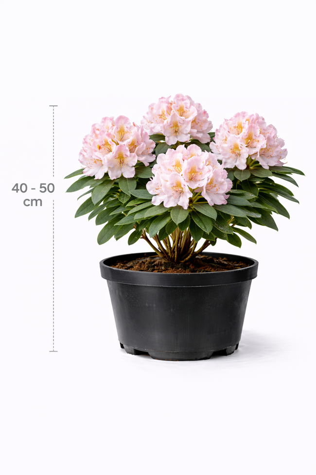 Rhodo (caucas.) 'Albert Schweitzer' 40 - 50