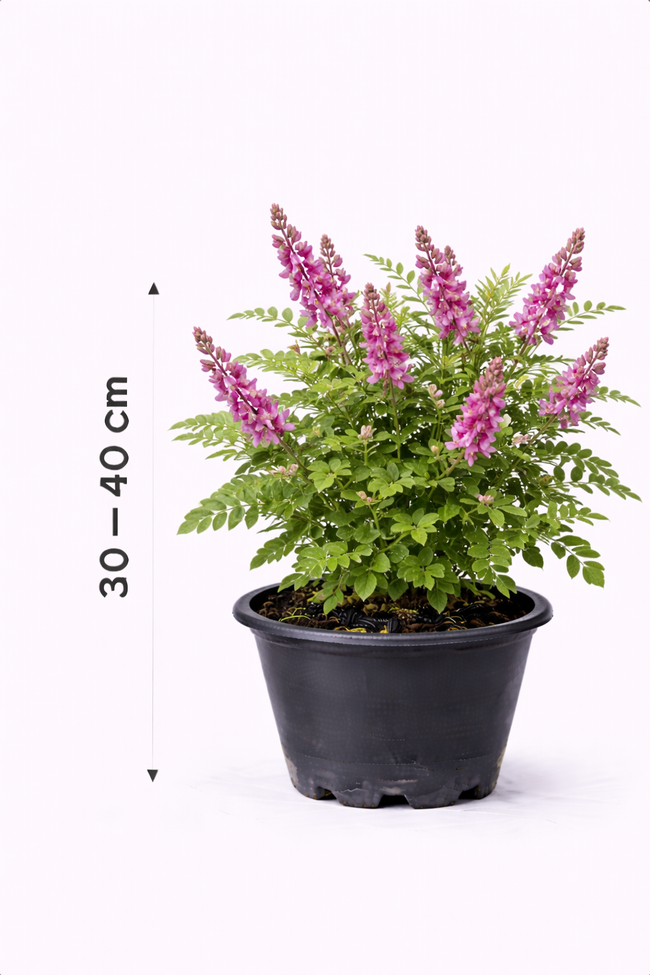 Indigofera heterantha 30 - 40