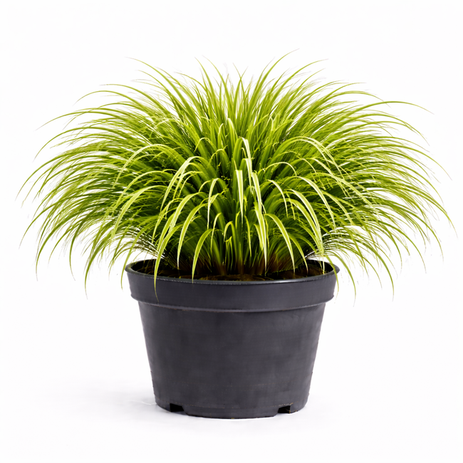 Carex osh. 'Everlime' c3