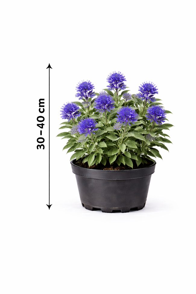 Caryopteris cland. 'Kew Blue' 30 - 40
