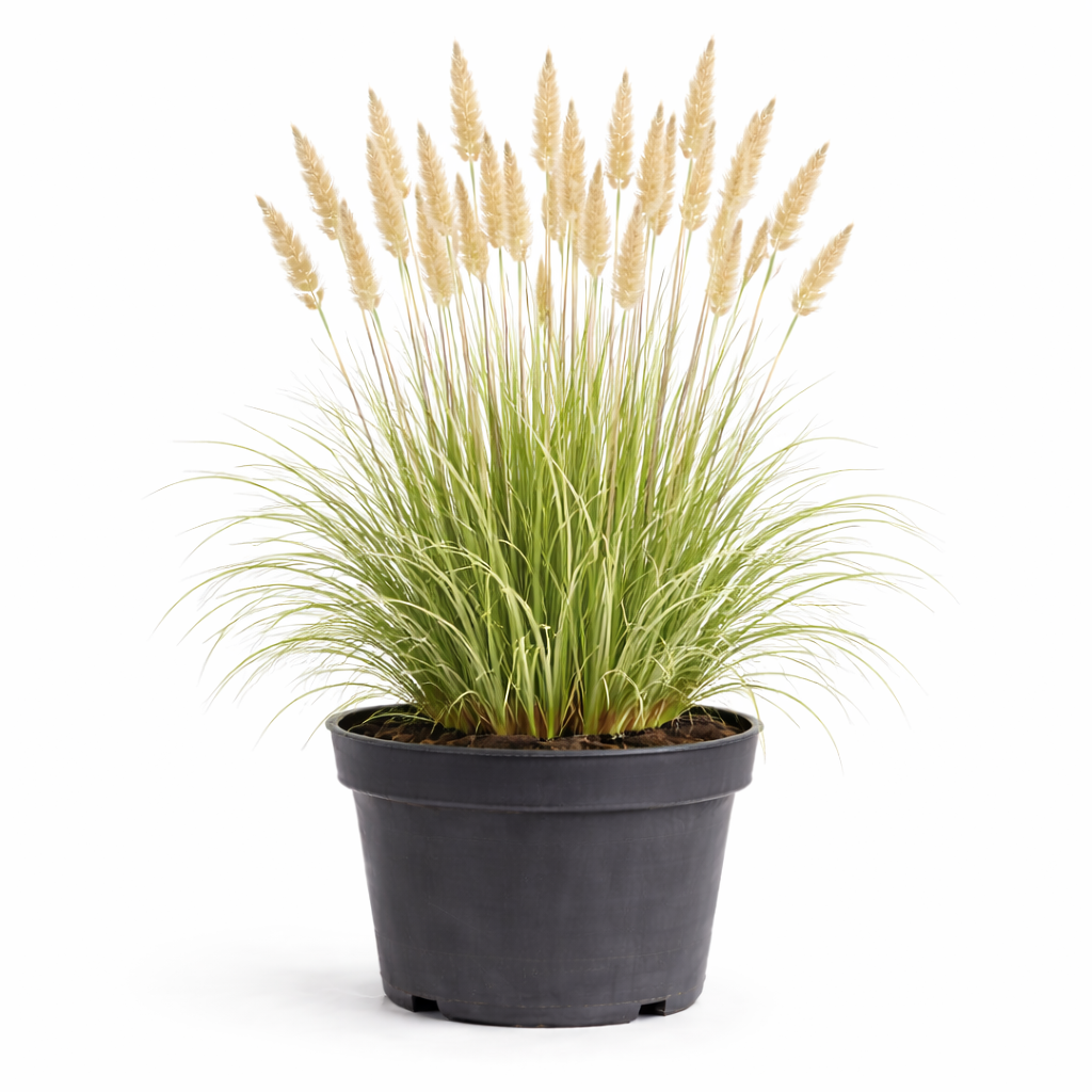 Calamagrostis acut. 'Overdam' C3