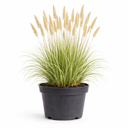 Calamagrostis acut. 'Overdam' C3