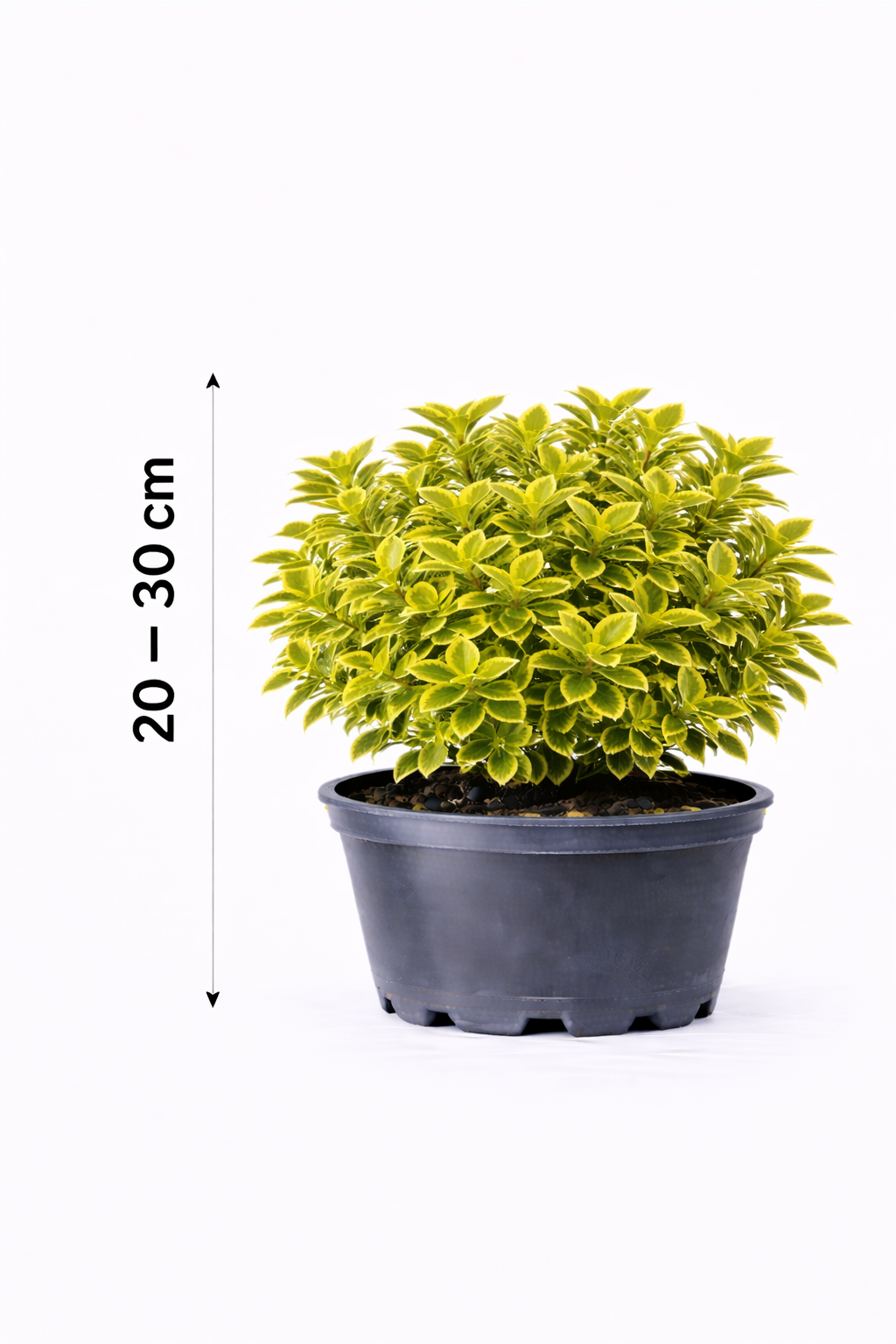 Euonymus fort. 'Em. 'n Gold' 20 - 30