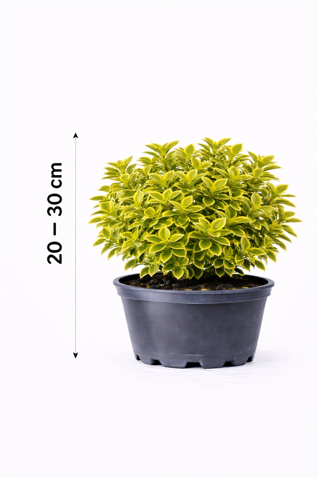 Euonymus fort. 'Em. 'n Gold' 20 - 30