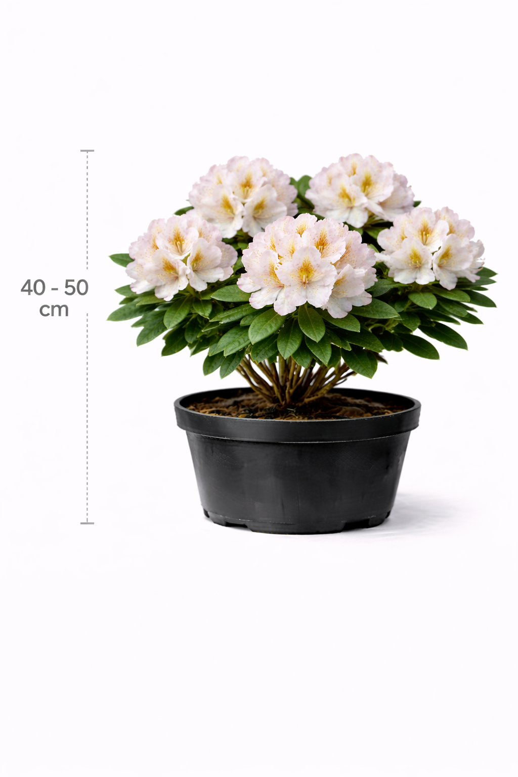 Rhodo (catawb.) 'Gomer Waterer' 40 - 50 C4