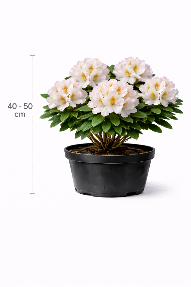 Rhodo (catawb.) 'Gomer Waterer' 40 - 50 C4