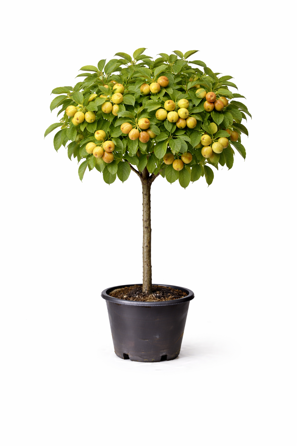 Malus ball. 'Gold Sensation' 60 - 80