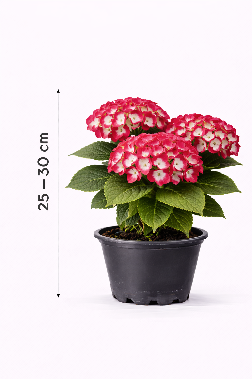 Hydrangea macr. 'Merv. Sanguinea' 25 - 30