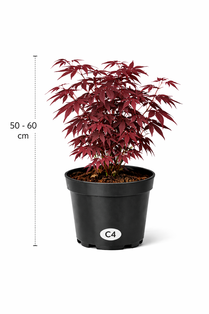 Acer 'Atropurpureum' 50 - 60 C4