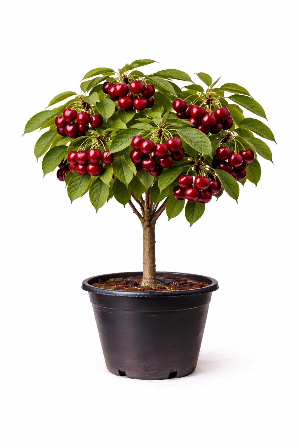 Prunus av. 'Bigar. Burlat' struik C7.5