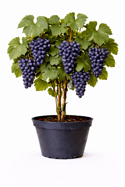 Vitis vinifera blauw 50–60 cm – Blauwe druivenplant