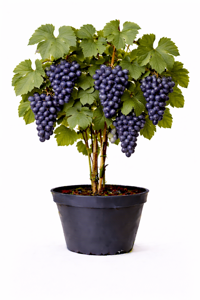 Vitis vinifera blauw 50 - 60