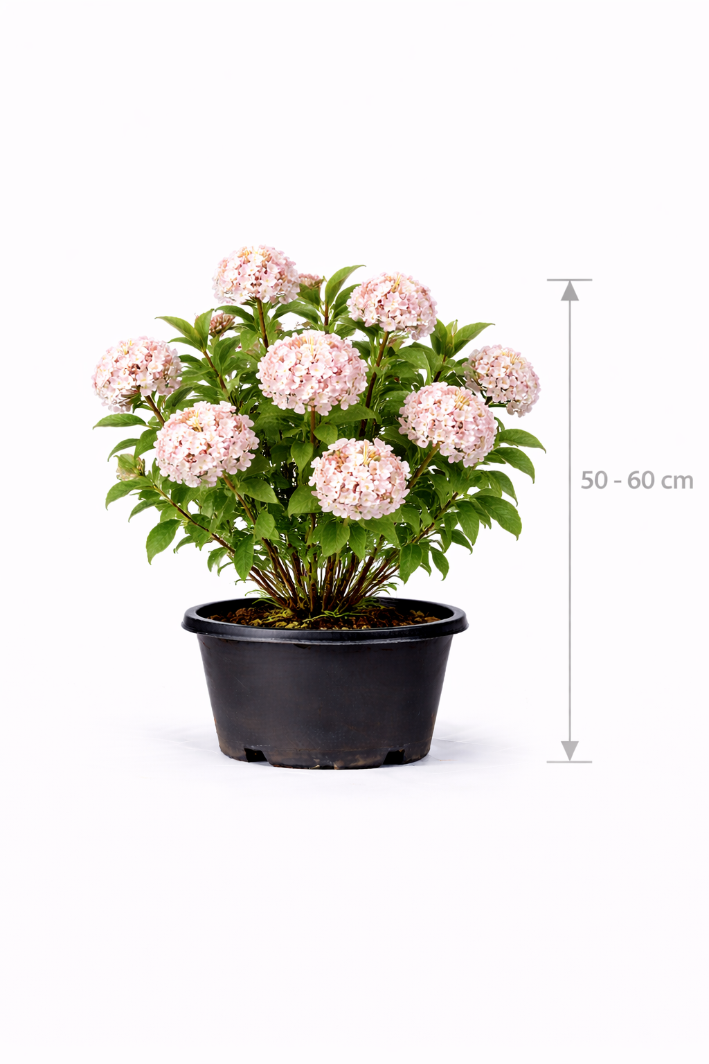Viburnum carlcephalum 50 -  60
