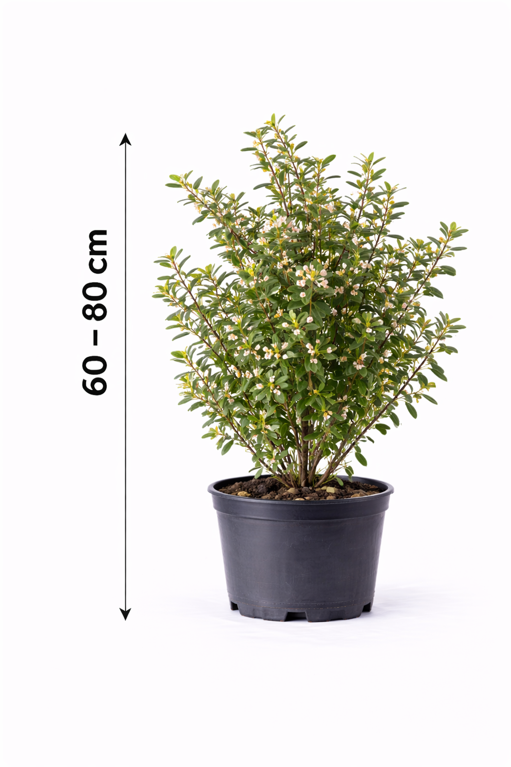Cotoneaster franchetii 60 - 80 C3