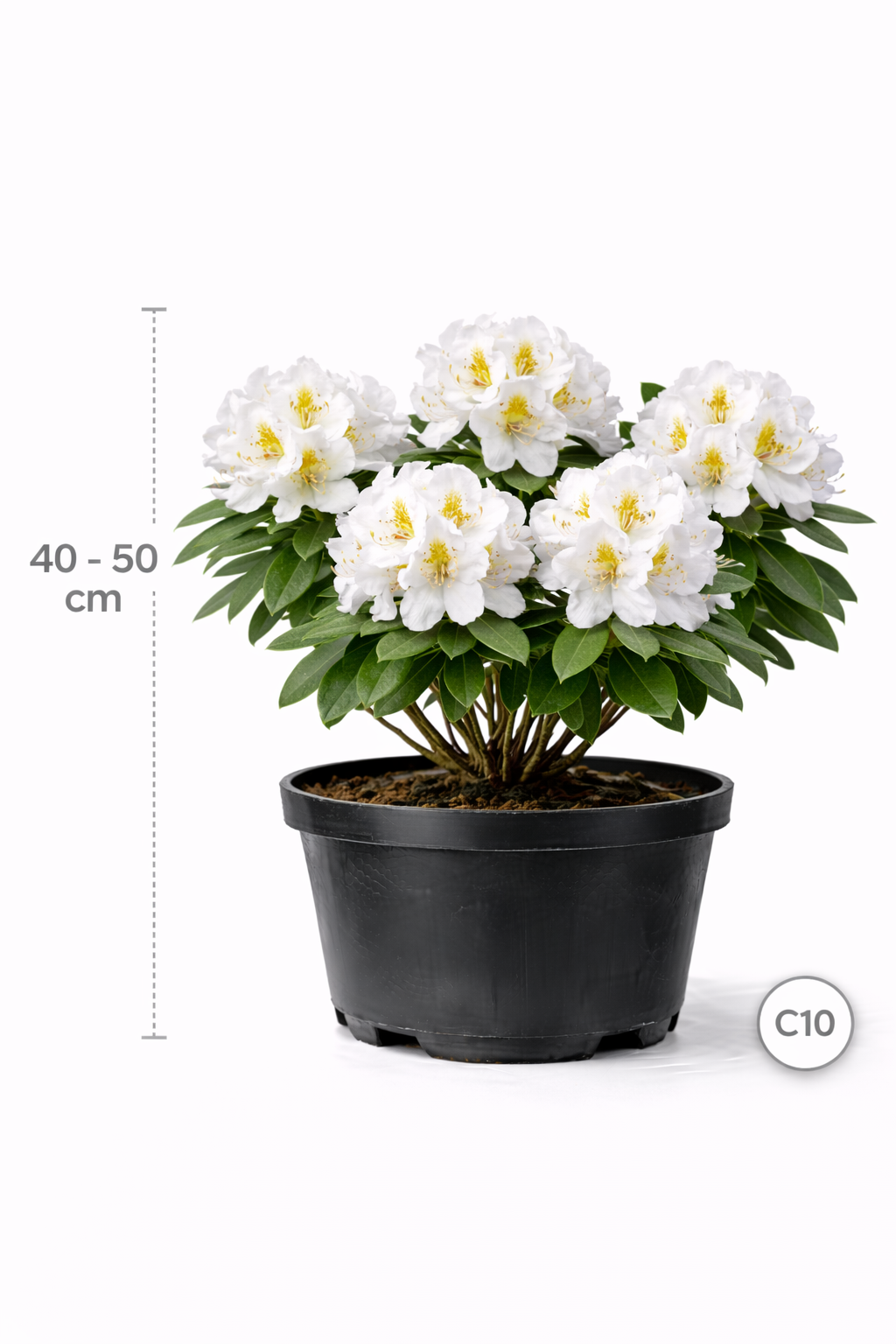 Rhodo (catawb.) 'Madame Masson' 40 - 50 C4
