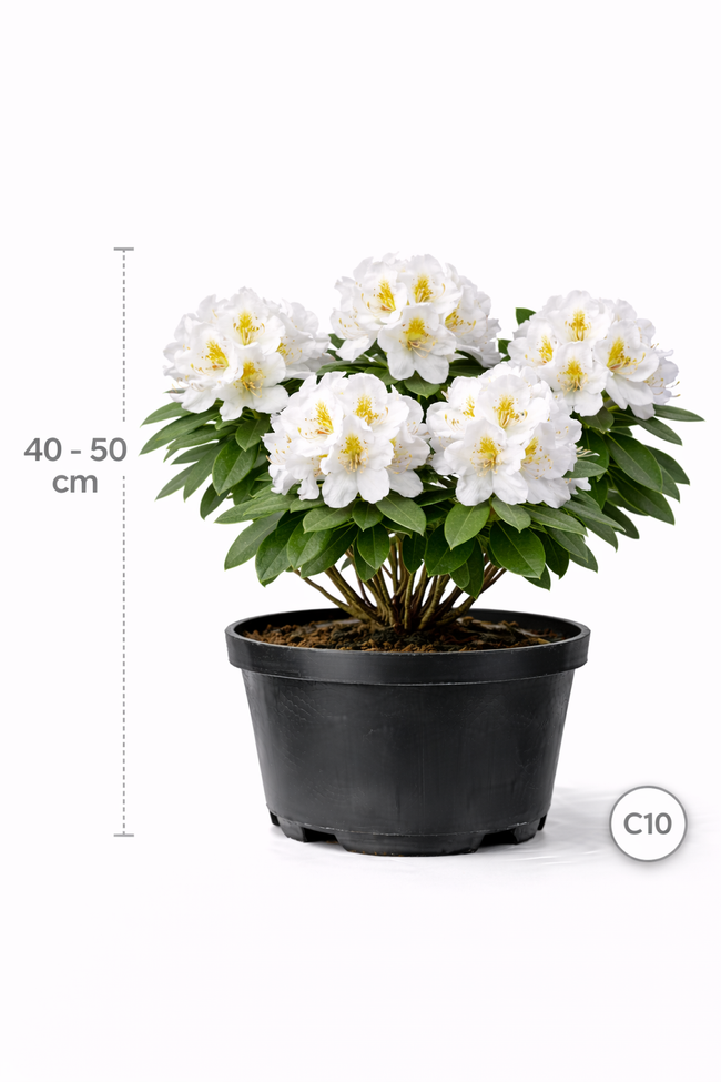 Rhodo (catawb.) 'Madame Masson' 40 - 50 C4