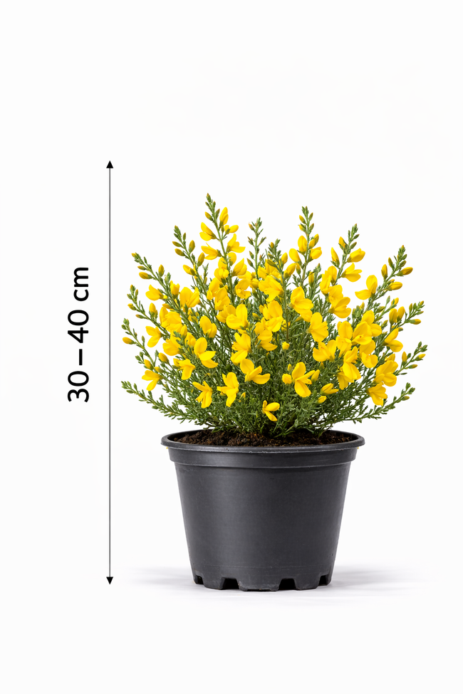Genista lydia 30 - 40